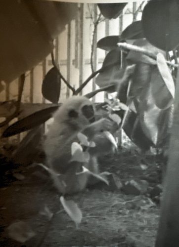 Thailand-1968-69-013