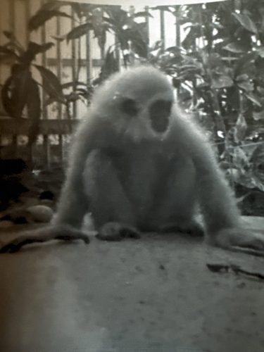Thailand-1968-69-015